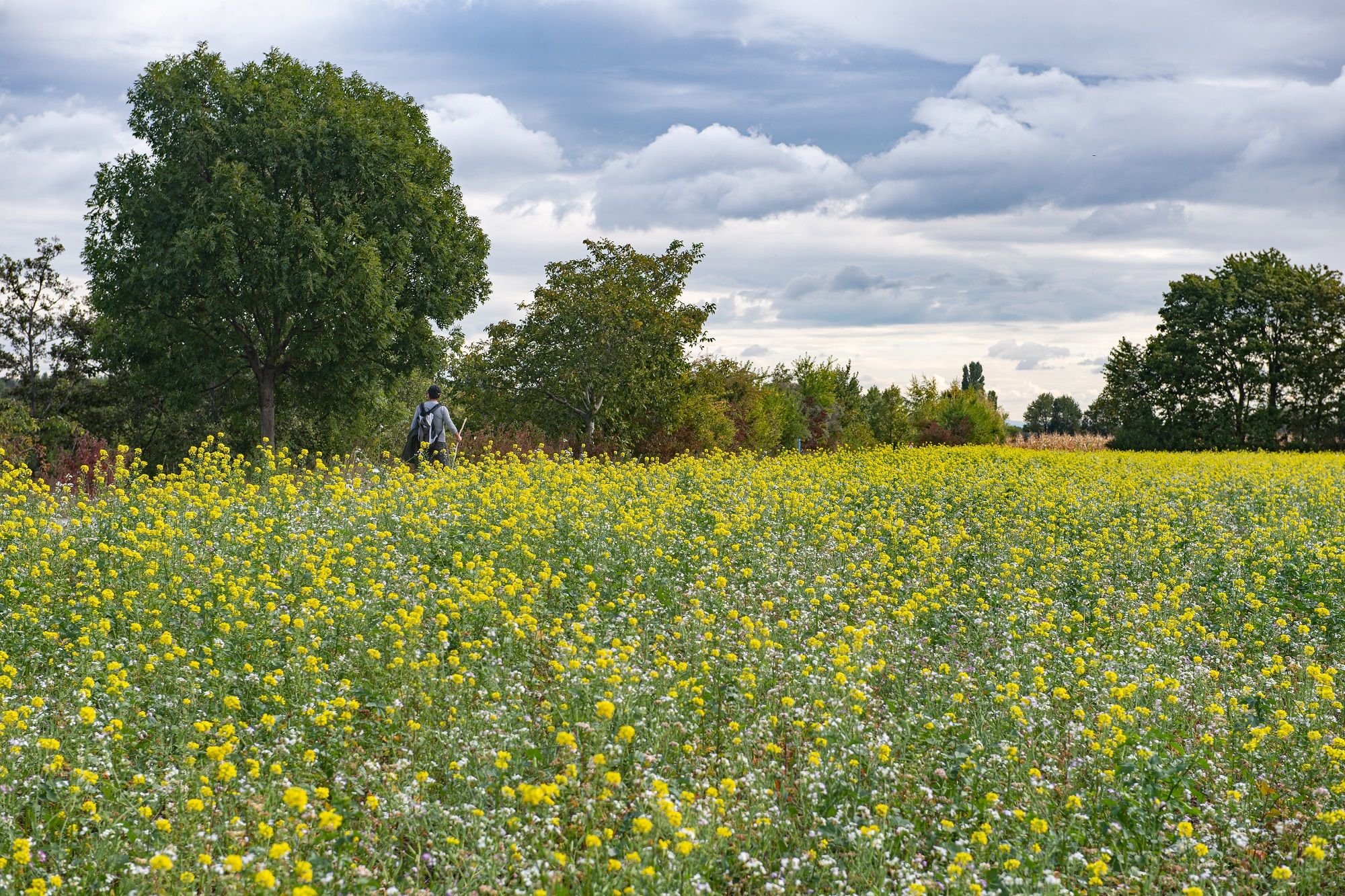 gelb blühende Wiese im Regionalpark DreiAnger, &copy; Stadt Wien/Gerd Götzenbrucker