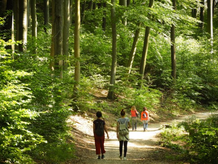 Wanderinnen am Stadtwanderweg im Wiener Wald (&copy; MA49/Christian Fürthner)
